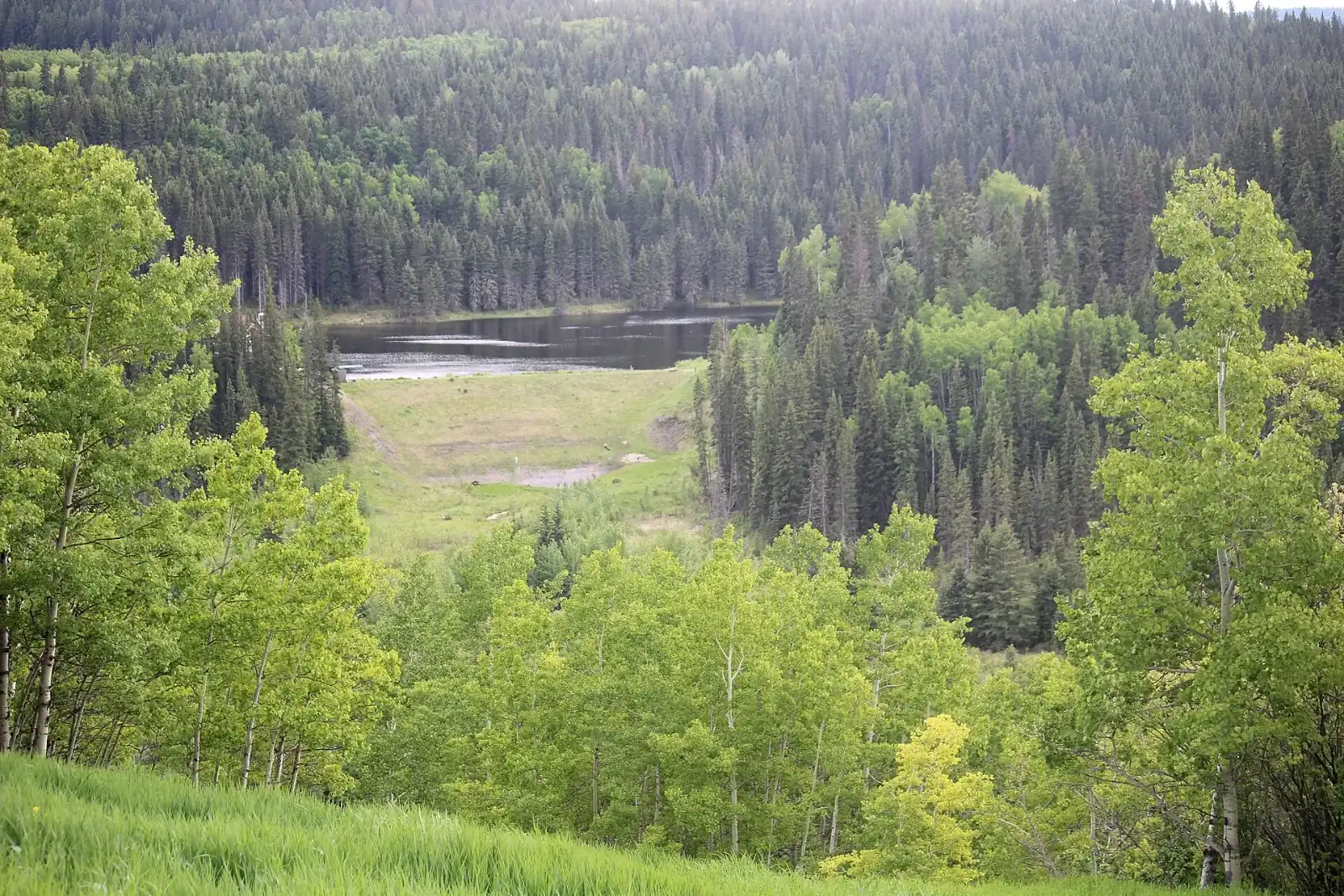 Green valley and trees at Priddis Greens, southwest of Calgary